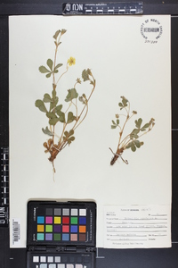 Potentilla canadensis image