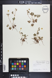 Potentilla canadensis image