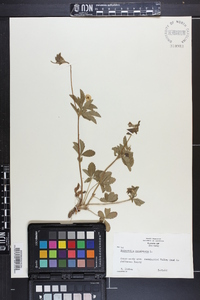 Potentilla canadensis image