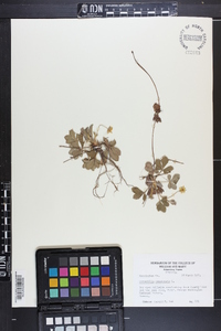 Potentilla canadensis image