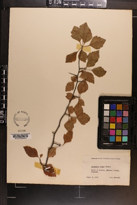 Crataegus robur image