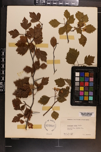 Crataegus robur image