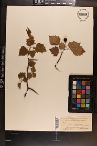 Crataegus stolonifera image