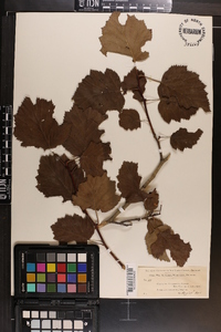 Crataegus tatnalliana image