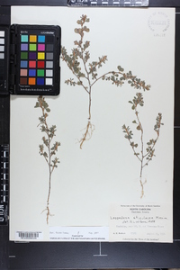 Lespedeza stipulacea image