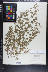 Lespedeza stipulacea image