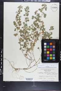 Lespedeza stipulacea image