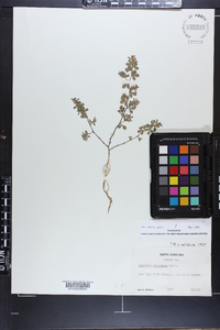 Lespedeza stipulacea image