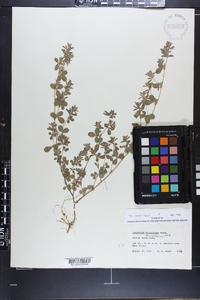 Lespedeza stipulacea image