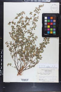 Lespedeza stipulacea image