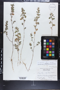 Lespedeza stipulacea image