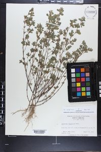 Lespedeza stipulacea image