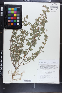 Lespedeza stipulacea image