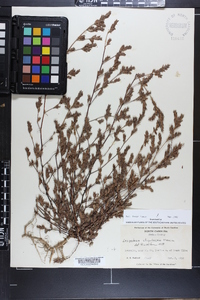 Lespedeza stipulacea image