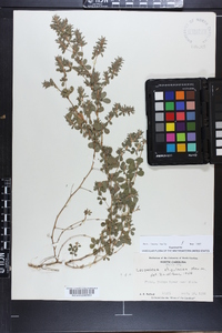 Lespedeza stipulacea image