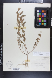 Lespedeza stipulacea image