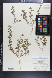 Lespedeza stipulacea image