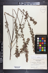 Lespedeza stuevei image