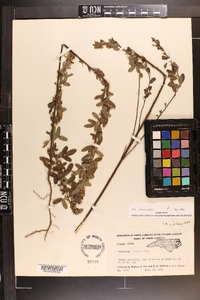 Lespedeza stuevei image