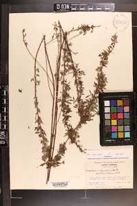 Lespedeza virginica image