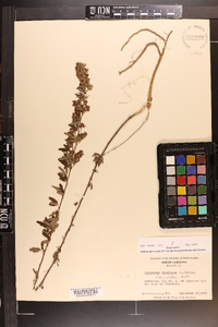 Lespedeza virginica image