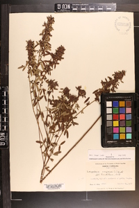 Lespedeza virginica image