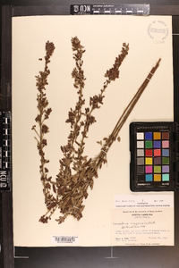 Lespedeza virginica image