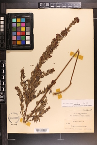 Lespedeza virginica image