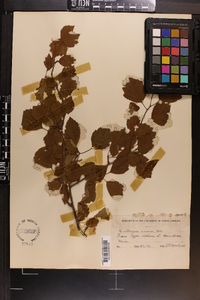 Crataegus opima image