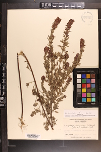 Lespedeza virginica image