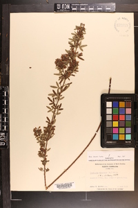 Lespedeza virginica image