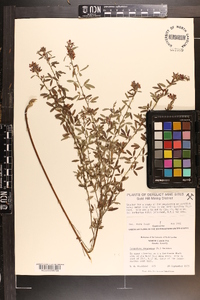 Lespedeza virginica image