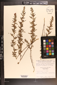 Lespedeza virginica image