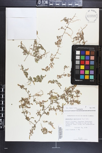 Desmodium triflorum image