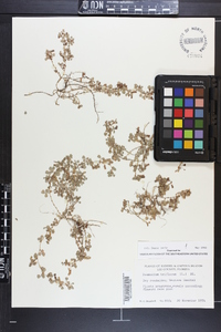 Desmodium triflorum image