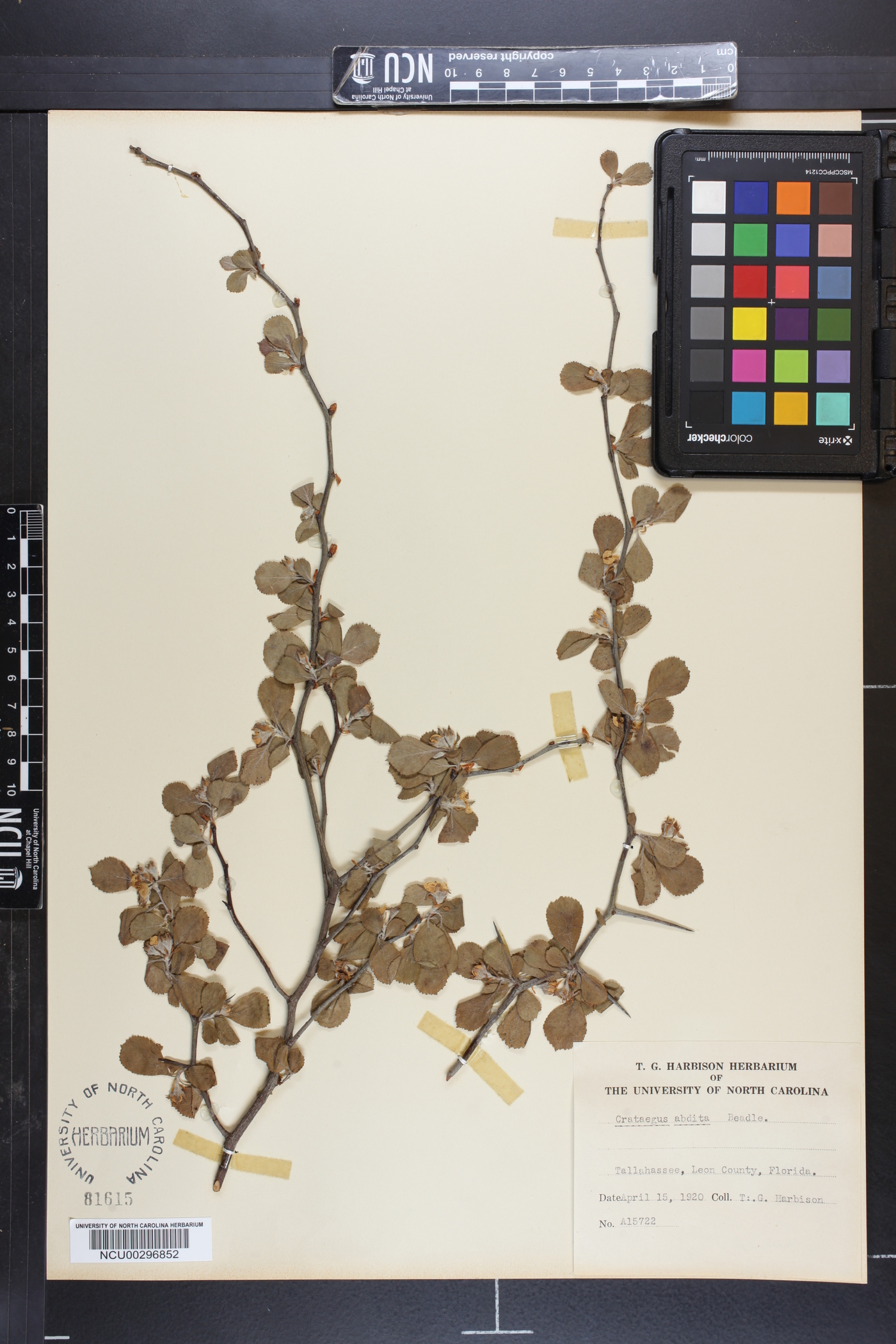 Crataegus aprica image