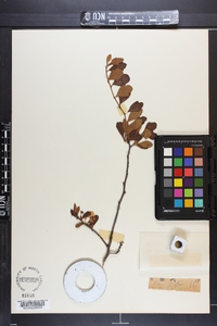 Crataegus aestivalis image