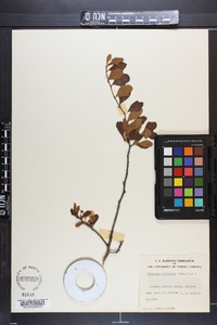 Crataegus aestivalis image