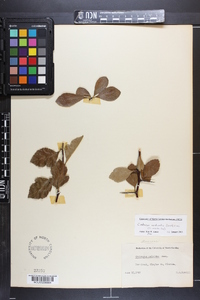 Crataegus aestivalis image