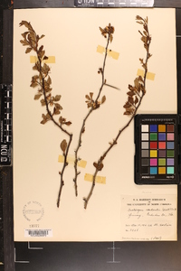 Crataegus aestivalis image