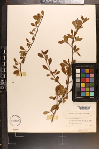 Crataegus aestivalis image