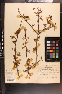 Crataegus aestivalis image