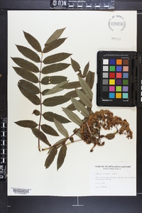 Sorbus americana image