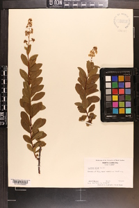 Spiraea alba image