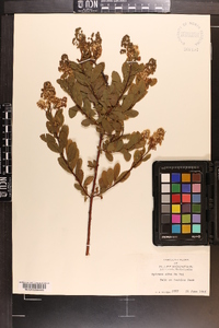 Spiraea alba image