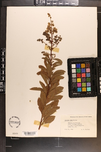 Spiraea alba image