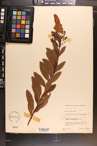 Spiraea alba image