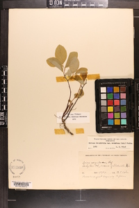 Spiraea betulifolia image