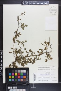 Crataegus spathulata image