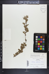 Crataegus spathulata image